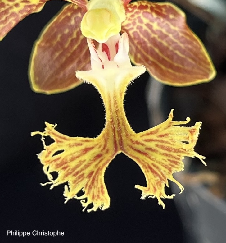 Close-up of Vanda roeblingiana labellum showing lateral lobes, column, and fringed central lobe structure