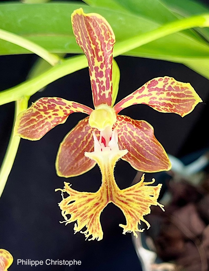 Front view of Vanda roeblingiana flower with yellow petals and brick-red markings