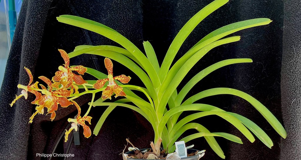 Whole plant of Vanda roeblingiana with inflorescence showing compact growth and upright flower spike with multiple flowers
