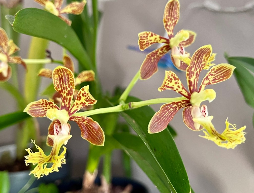 Three Vanda roeblingiana flowers showing yellow petals with brick-red markings and clustered arrangement
