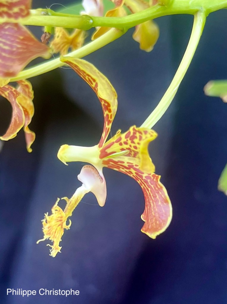 Side view of Vanda roeblingiana flower showing lip and petal structure